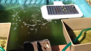 Aquaponics/pond experiment pt.3