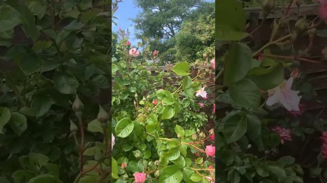 Twiggy’s Rose: Rustic time lapse 🍃