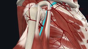 Подмышечная и плечевая артерии анатомия / Артерии верхней конечности / Ангиология