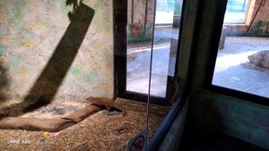 #ЗООПАРК ЛИМПОПО#выходные