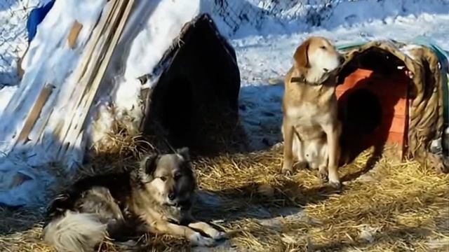 Как помочь бездомным животным пережить холода смотреть онлайн