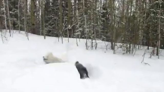 собаки в снегу смотреть онлайн