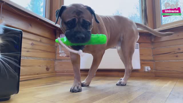 PU3074GN Игрушка для собак Pet Universe Грызак палка кусалка с канатиком, 28х5,5 см смотреть онлайн