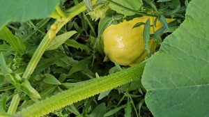 3-7 ИЮЛЯ 2024 ОГОРОД И ЗАПАСАЕМСЯ КАБАЧКАМИ НА ЗИМУ