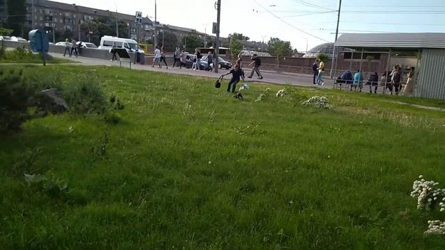 Французский бульдог Альма . Встречаем "маму" с работы .! смотреть онлайн