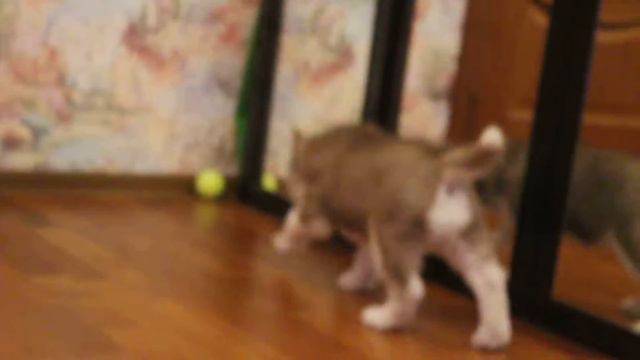 Щенок Хаски - Валдай смотреть онлайн