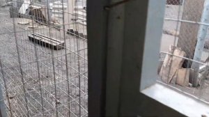 Алмазный фазан. Теперь алмазный