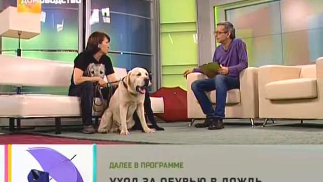 Выбираем лабрадора смотреть онлайн