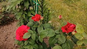 Английские розы в саду.