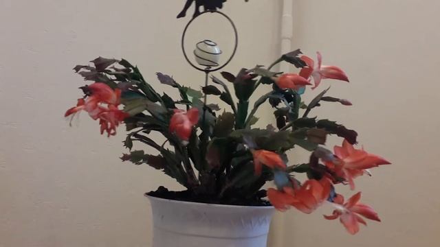 декабрист зацвел Начало ноября 2022 смотреть онлайн