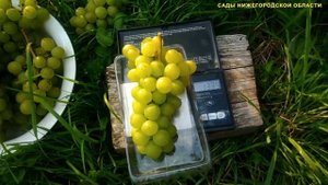 Ранний сорт винограда Белый Мускат