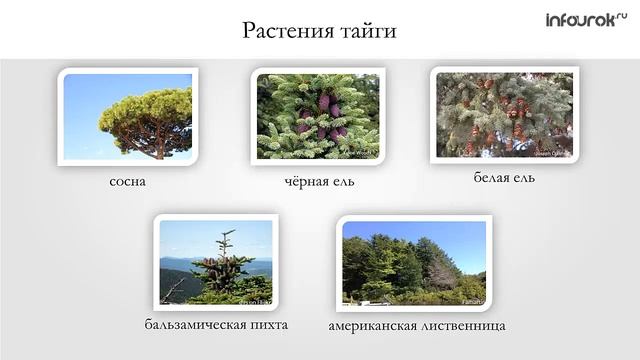 Растительность тайги в евразии