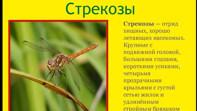 Занятие по окружающему миру на тему: "Насекомые" смотреть онлайн