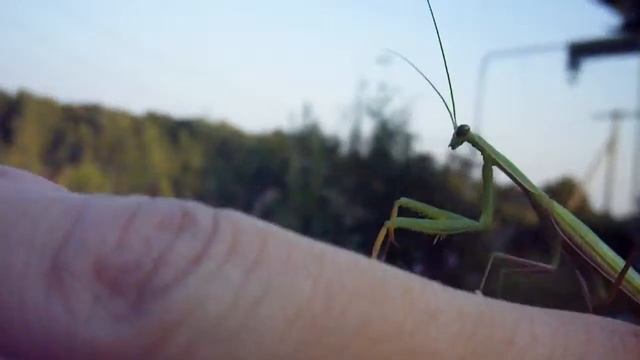 Богомол в Потапьево смотреть онлайн