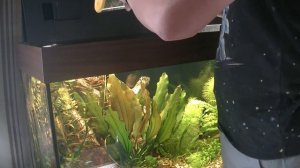 Tetra AlguMinPlus _Борьба и профилактика водорослей в аквариуме. Prevention of algae in the aquariu