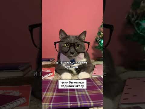 Что если бы котики ходили в школу