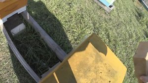 лечение пчёл препаратом бивароол флувалинат от клеща варроа деструктор