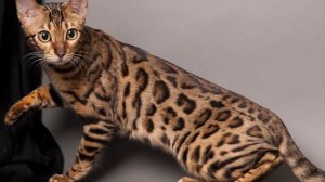 GATO LEOPARDO Y GATO DE LA PAMPA