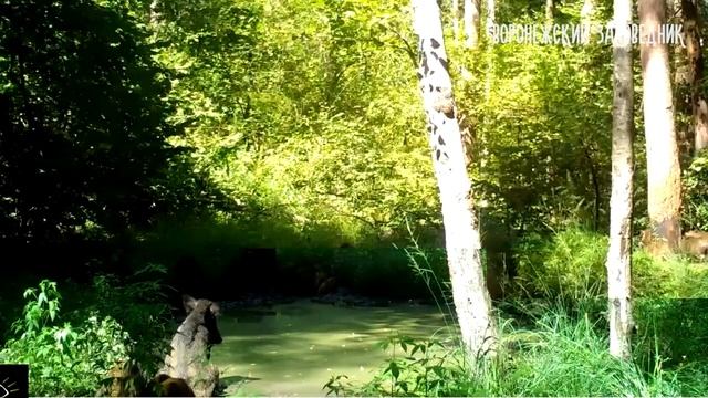 Лето. Животные на водопое. Воронежский заповедник смотреть онлайн