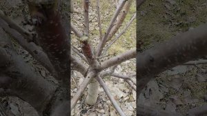 Черешня формировка KGB.                 Cherry KGB???