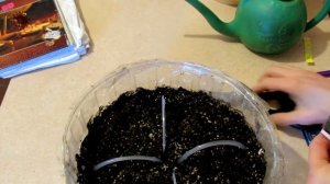 Капуста. Посев капусты брокколи и белокочанной.