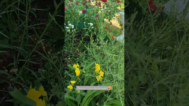 👍 #belarus #отдых #nature #беларусь #russia #relax #природа #огород #дача #деревня #tiktok #respect смотреть онлайн