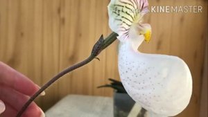 Paphiopedilum micranthum в моих условиях и в моем уходе.