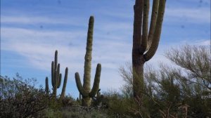 Saguaro Cactus - Facts and Questions.