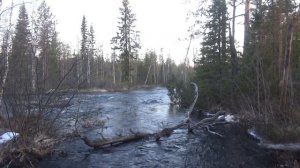 ИЩЕМ ГЛУХАРИНЫЙ ТОК / КАК НАЙТИ  ТОК ГЛУХАРЯ / ВЕСНА 2021