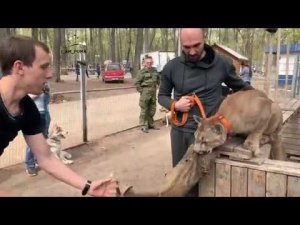 Воскресная школа для пумы Месси