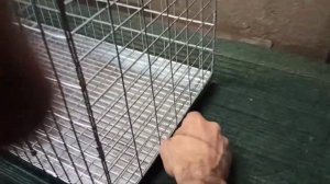 Клетка выставочная для голубей на две секции с выдвижным поддоном. Размер 90/30/33.