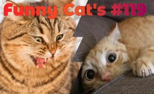 Смешные коты #119.mp4