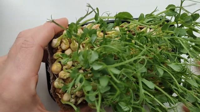 МИКРОЗЕЛЕНЬ ГОРОХА ПОЛЬЗА ДЛЯ ВСЕГО ОРГАНИЗМА | ПОЧЕМУ ЕГО СТОИТ КУШАТЬ КАЖДЫЙ ДЕНЬ смотреть онлайн