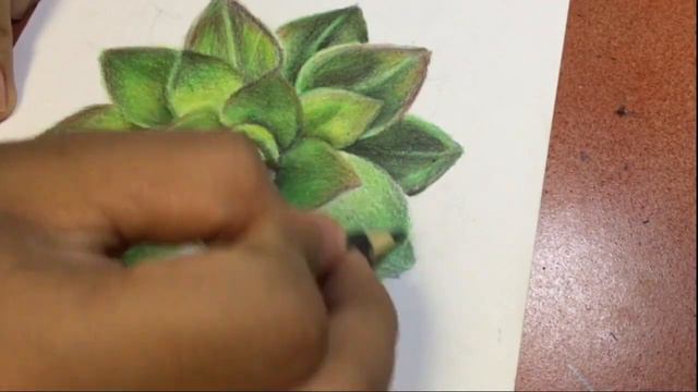 Drawing a succulent plant - Timelapse смотреть онлайн