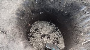 Как правильно посадить черешню, чтобы она плодоносила обильно, долго и, как можно. скорее!!!