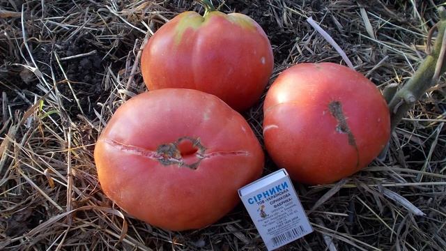 Томат сорт "Сумочный" смотреть онлайн