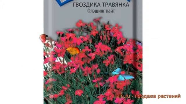 Гвоздика обыкновенный травянка Флэшинг Лайт ? обзор: как сажать, семена гвоздики