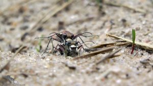 Видеосбор насекомых. Апрель.