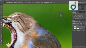 Photoshop Tutorial | Cat and bird hybrid Effect | photo manipulation