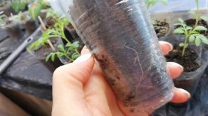 Бархатцам Белоснежка месяц