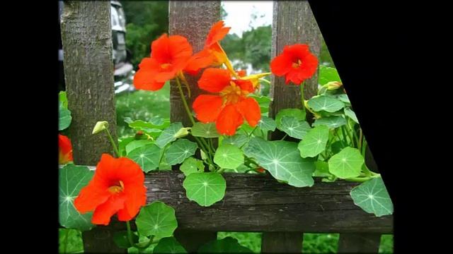 Сушилка Для Белья Лиана Фото смотреть онлайн