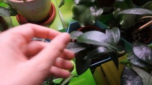 ВСЕ МОИ ХОЙИ / Кто остался после зимы / Hoya my collection