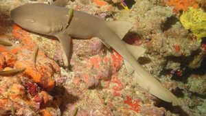 АКУЛА-НЯНЬКА | ПОЧЕМУ ЕЕ ТАК НАЗВАЛИ?