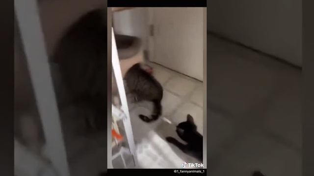 Домашние животные. ржачные приколы посмотрите. смех до слез. 50 часть