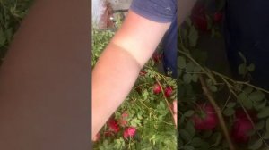 Черенкование Канадских роз