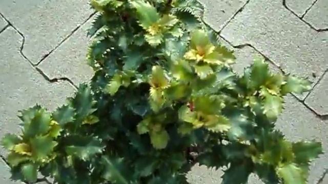 Ilex meserveae Little Rascal Mini смотреть онлайн