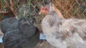 Разведение кур породы Араукана как бизнес идея | Куры Араукана с голубыми яйцами