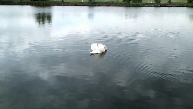 Одинокий белый лебедь смотреть онлайн