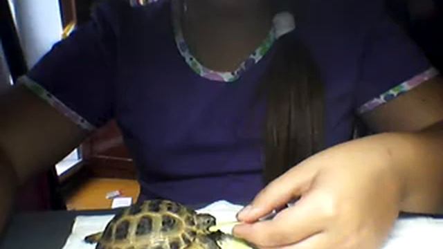 Как и чем кормить сухопутных черепашат. Определяем мальчик или девочка смотреть онлайн