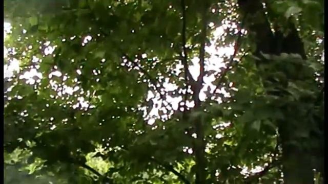 Вяз, или Ильм